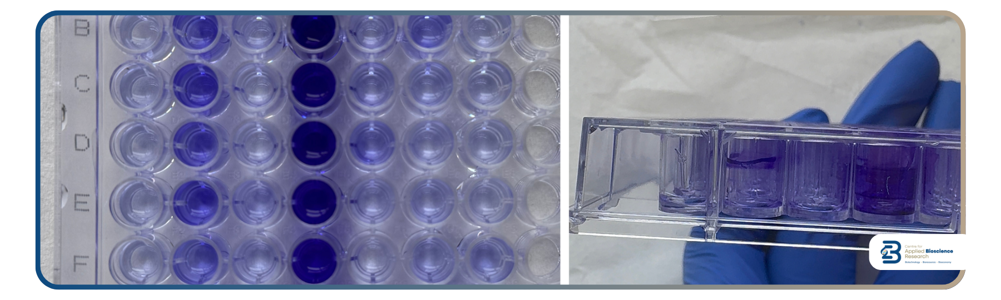 Mariana Juca da Silveira e Silva (Bioengineering Organ-on-Chip Research Group (OOC) at CABR) – Research Work Spotlight