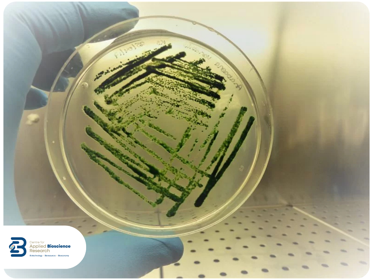 CABR - Microalgal Biotechnology
