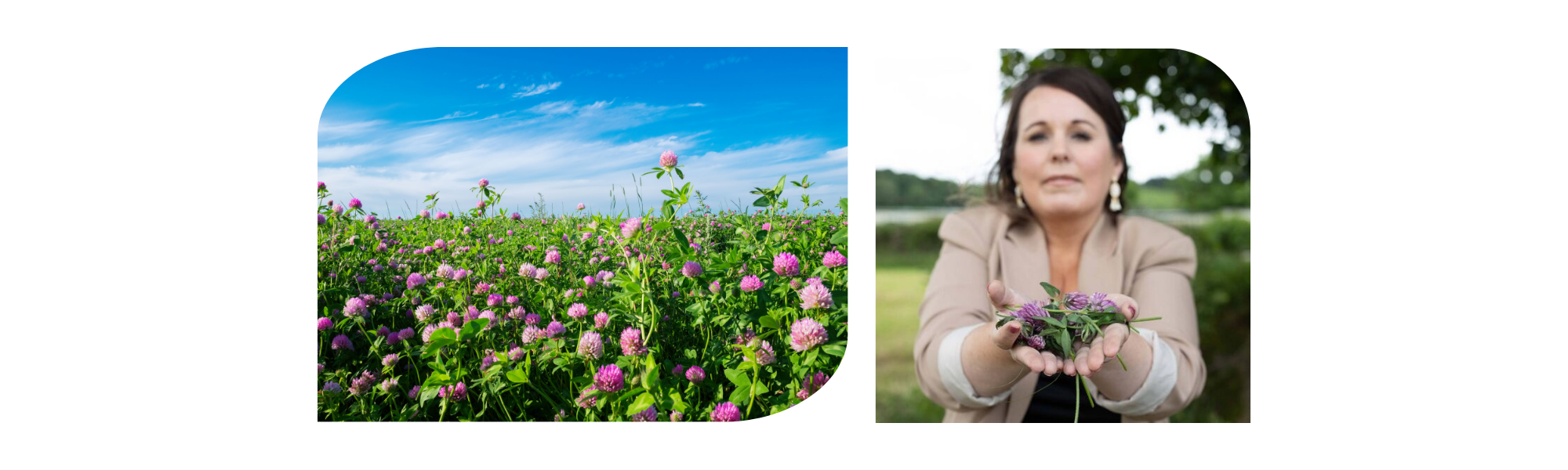 BioClover (previously Red Clover Farm) & CABR – Case Study (Website Graphics) – Footer BioClover (previously Red Clover Farm) & CABR - Case Study (Website Graphics) - Footer