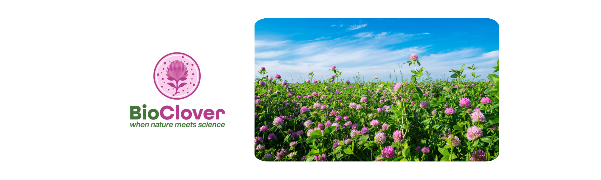 BioClover (previously Red Clover Farm) & CABR – Case Study (Website Graphics) – Header BioClover (previously Red Clover Farm) & CABR - Case Study (Website Graphics) - Header