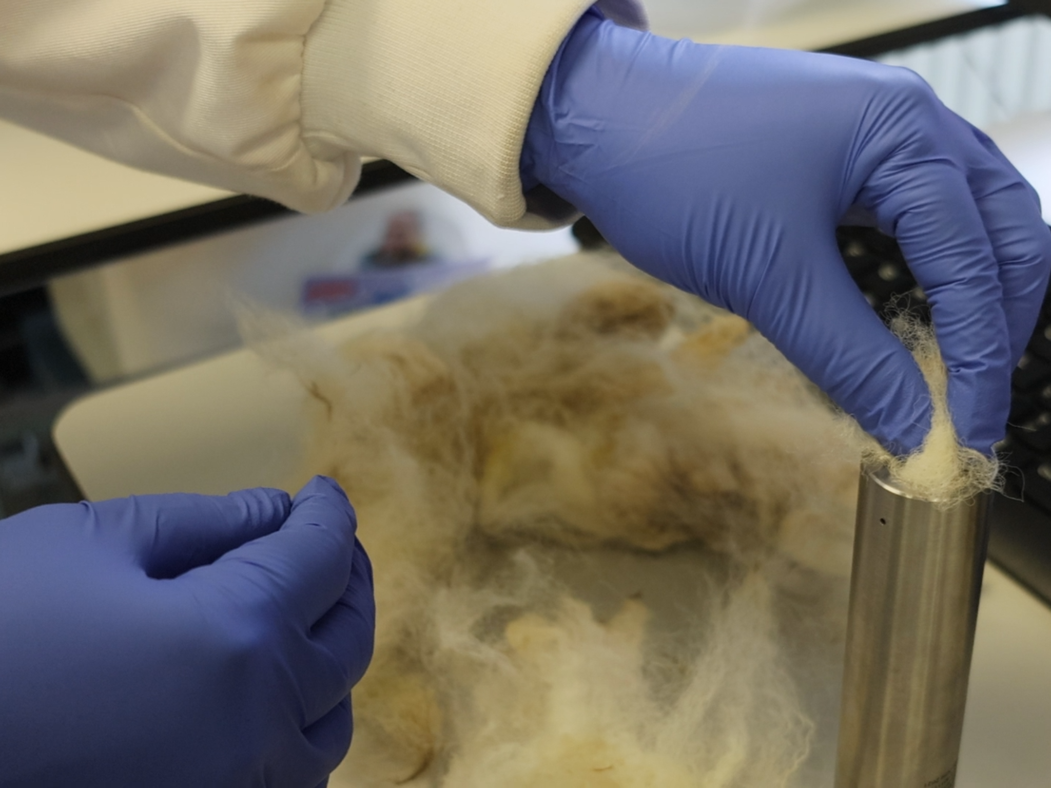 Dr Tielidy Lima carrying out laboratory research as part of the SPRINGWOOL project. Dr Tielidy Lima carrying out laboratory research as part of the SPRINGWOOL project.