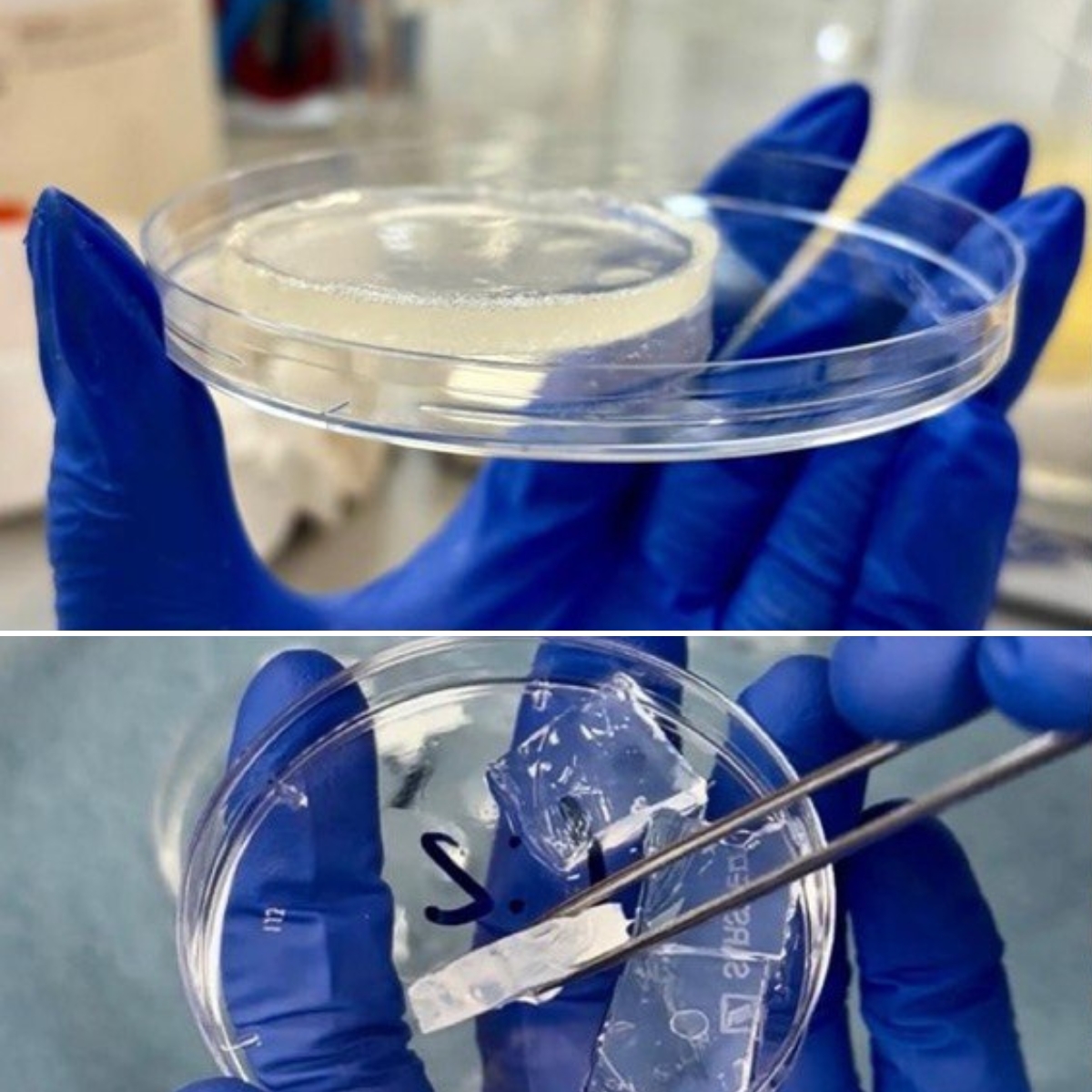 Developing Hydrogel-Based Lung Models to Study Diseases and Test New Medicines (CABR Research Work Spotlight) Developing Hydrogel-Based Lung Models to Study Diseases and Test New Medicines (CABR Research Work Spotlight)